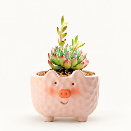 Succulent Pot