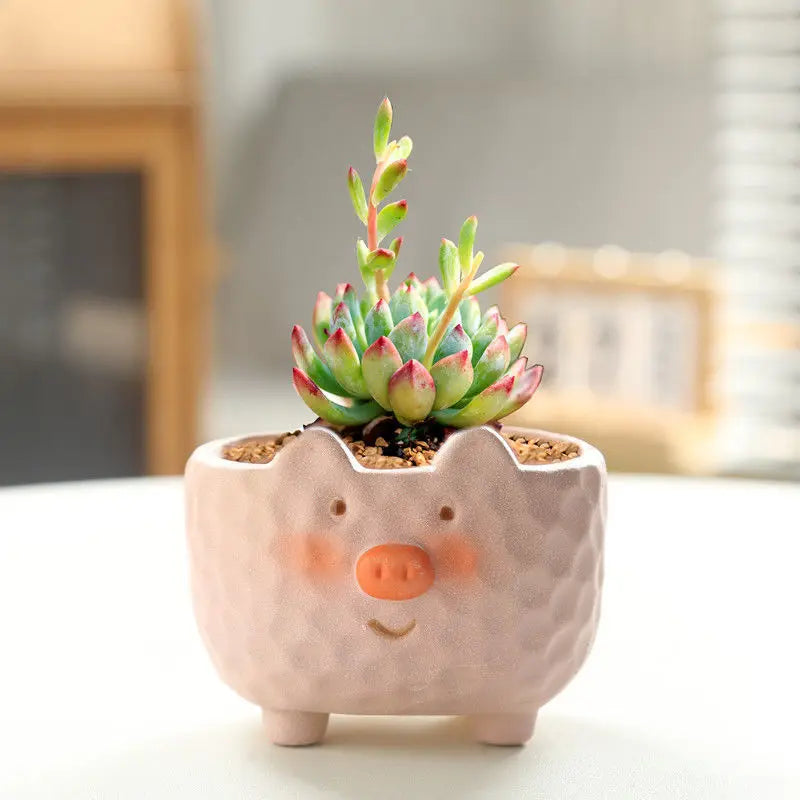 Succulent Pot