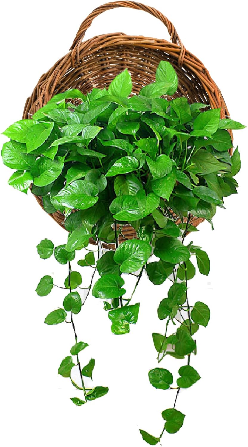 Wall Plant Basket
